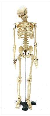 Lot 511 - ANATOMICAL SKELETON