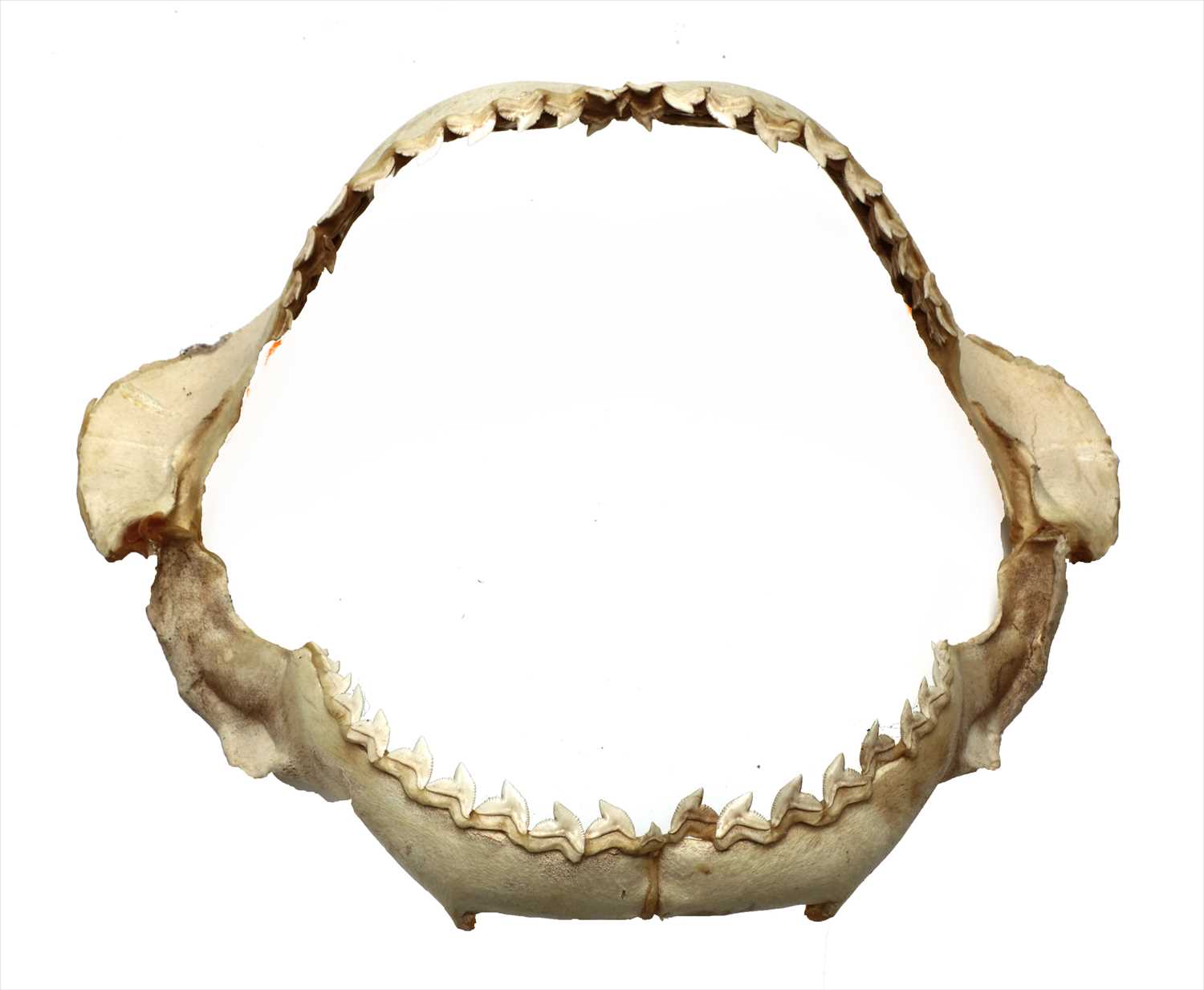 Lot 268 - TIGER SHARK JAW