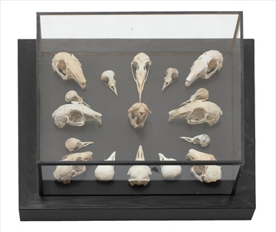 Lot 460 - BIRD AND MAMMAL SKULLS