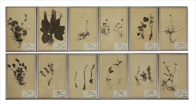 Lot 439 - PRESSED FLOWERS AND PLANTS