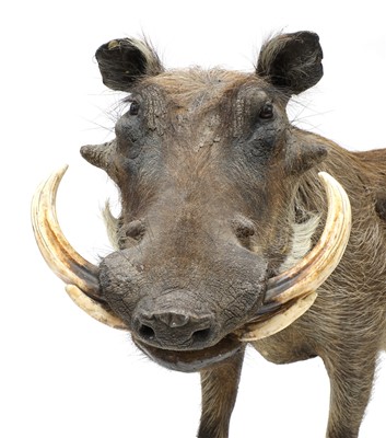 Lot 199 - A taxidermy warthog