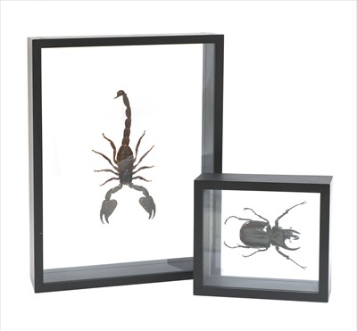 Lot 93 - Taxidermy: A scorpion and a giant beetle