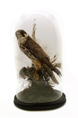 Lot 1420 - A Victorian taxidermy study of a Hobby