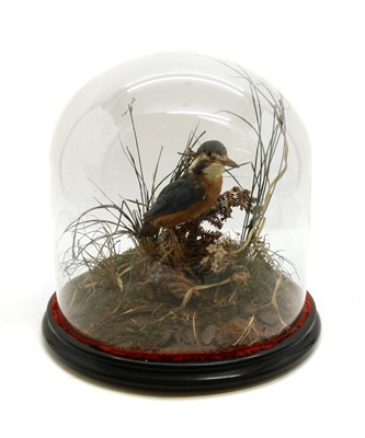 Lot 1423 - A taxidermy study of a Kingfisher