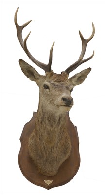 Lot 721 - Taxidermy: Red Deer (Cervus elaphus)