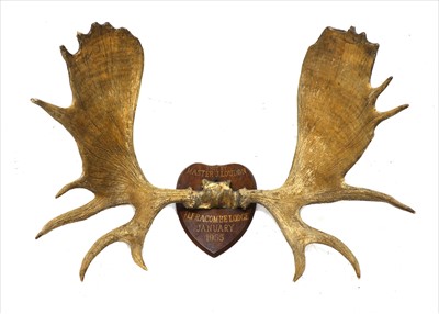 Lot 720 - Taxidermy: Moose (Alces alces) skull mount on an oak shield