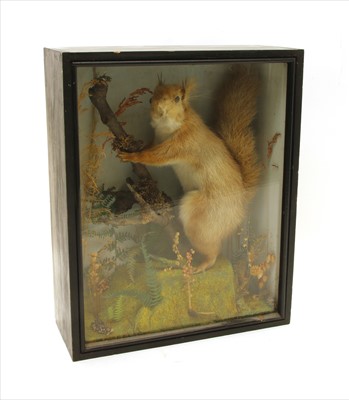 Lot 507 - A stuffed and mounted red squirrel