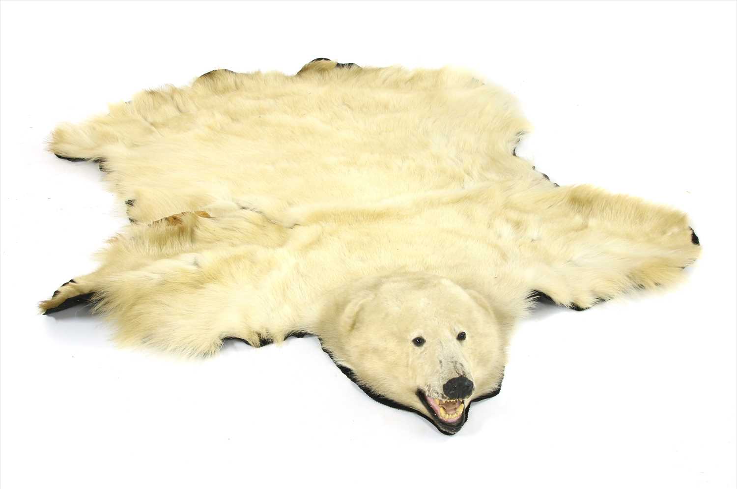 Lot 719 - A large polar bear skin rug,