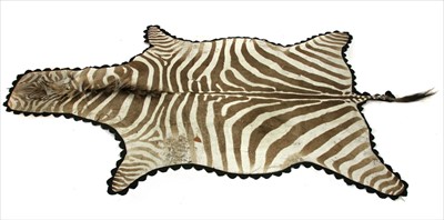 Lot 345 - A zebra skin mounted on a black felt back