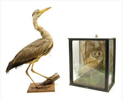 Lot 313 - A cased taxidermy of a barn owl in a naturalistic setting