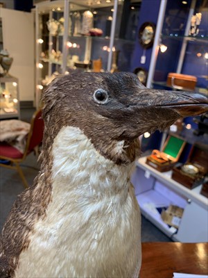 Lot 200 - An important penguin specimen from the 'Terra Nova' Expedition 1910-1913: an Adélie penguin