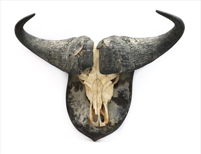 Lot 563 - Taxidermy:  Cape Buffalo (Syncerus caffer caffer)