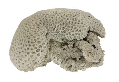 Lot 105 - A large 'brain' coral