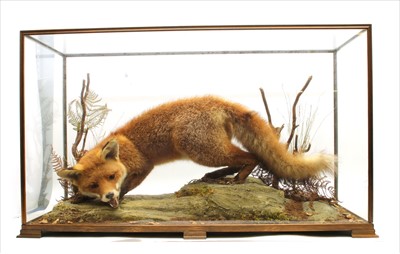 Lot 166 - Taxidermy: red fox (vulpes vulpes)