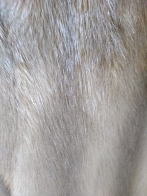 Lot 237 - A  Canadian grey mink fur coat