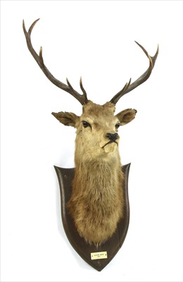 Lot 367 - A taxidermy stag's head