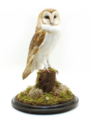 Lot 188 - Taxidermy - a male barn owl