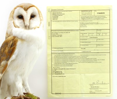 Lot 188 - Taxidermy - a male barn owl