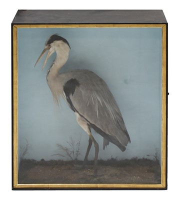 Lot 280 - A taxidermy specimen of a heron