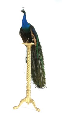 Lot 591 - Taxidermy - A green winged peacock