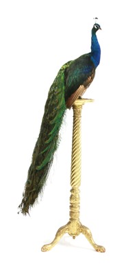 Lot 591 - Taxidermy - A green winged peacock