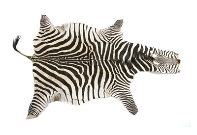 Lot 446 - A zebra skin rug