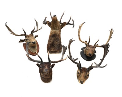 Lot 364 - A collection of five taxidermy deer head mounts