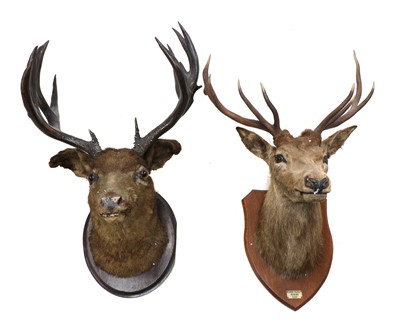 Lot 363 - A taxidermy red deer head mount