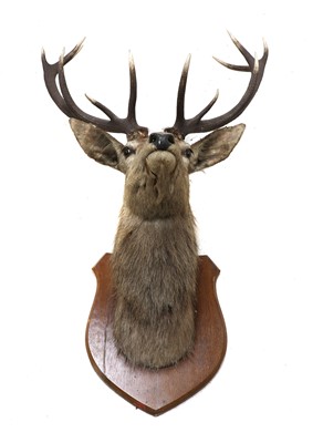 Lot 363A - A twelve point stag's head trophy