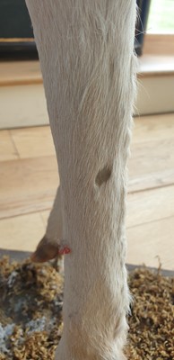 Lot 308 - A taxidermy specimen of a standing white 'Judas' fallow deer