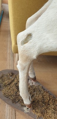 Lot 308 - A taxidermy specimen of a standing white 'Judas' fallow deer