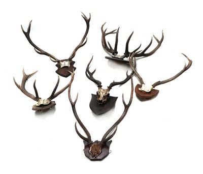 Lot 572 - A collection of six antler trophies