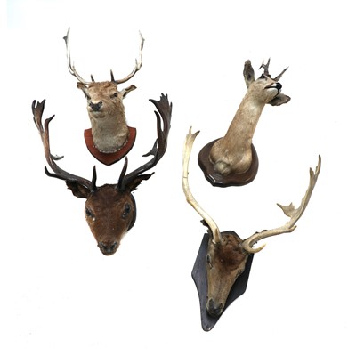 Lot 365 - Four taxidermy deer head trophies