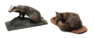 Lot 366 - A taxidermy study of a fox