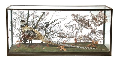 Lot 341 - A taxidermy specimen of a Reeves's pheasant by Rowland Ward