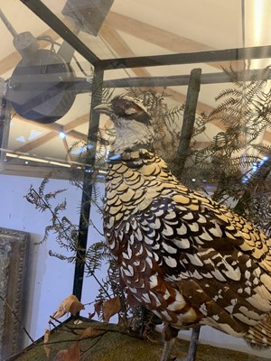 Lot 341 - A taxidermy specimen of a Reeves's pheasant by Rowland Ward