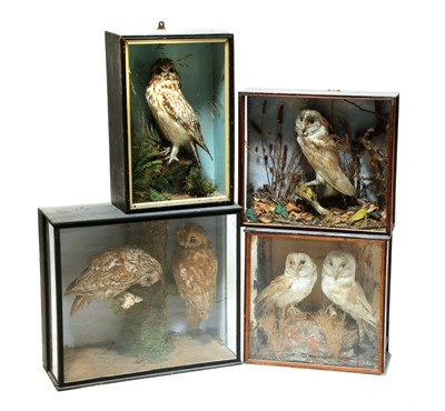 Lot 320 - A parliament of antique taxidermy owls