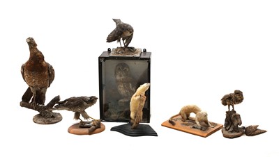 Lot 361 - A collection of uncased taxidermy specimens