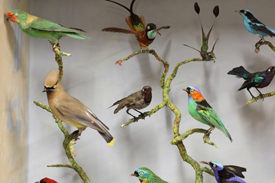 Lot 244 - A taxidermy diorama