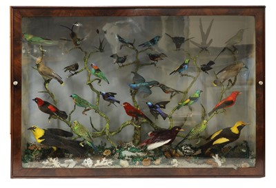 Lot 244 - A taxidermy diorama