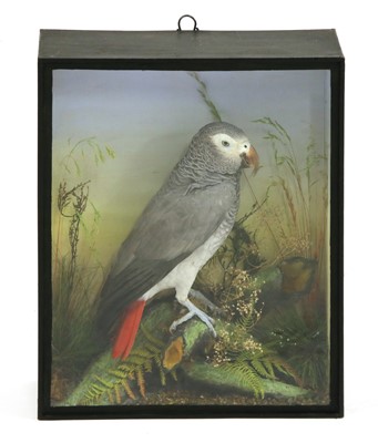 Lot 744 - A taxidermy African or Congo Grey parrot  (Psittacus erithacus)