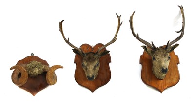 Lot 209 - TAXIDERMY: Two mounted stag heads