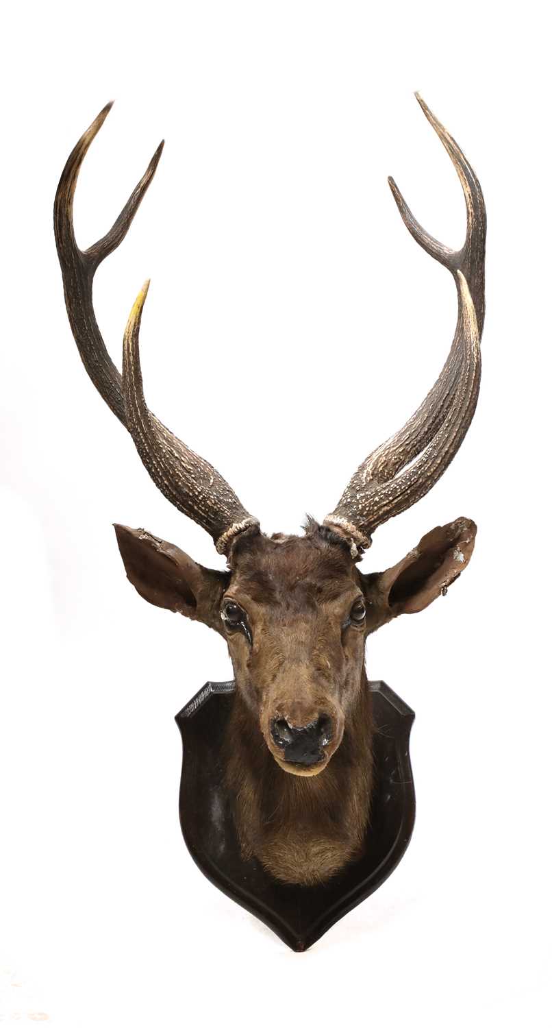 Lot 379 - A large red deer trophy head by Rowland Ward