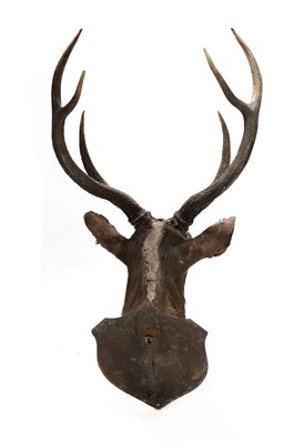 Lot 379 - A large red deer trophy head by Rowland Ward