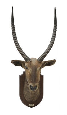Lot 139 - A large sing-sing waterbuck trophy head