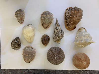 Lot 340 - A large collection of exotic seashells