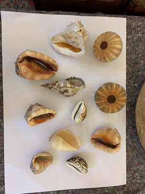 Lot 340 - A large collection of exotic seashells