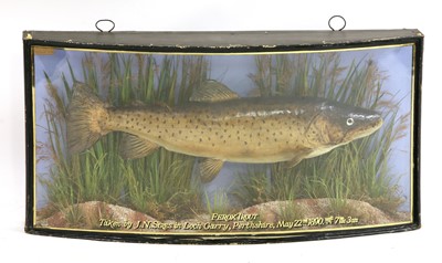 Lot 728 - A taxidermy ferox trout by J Cooper & Sons