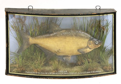 Lot 729 - A taxidermy bream by J Cooper & Sons