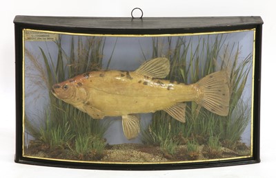 Lot 100D - A taxidermy golden tench by J Cooper & Sons
